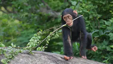 Chimpanzee Eden