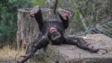 Chimpanzee Eden